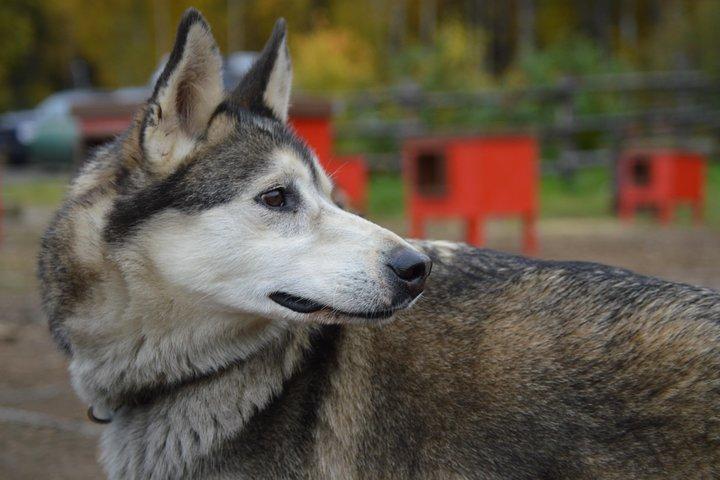 Mush Your Own Sled Dog Team (Summer/Fall Tour)