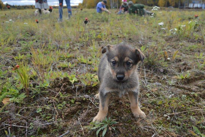 Mush Your Own Sled Dog Team (Summer/Fall Tour)
