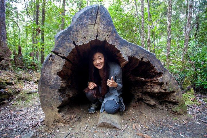 Hobart: Tahune Airwalk, Hastings Caves & Thermal Springs Pool