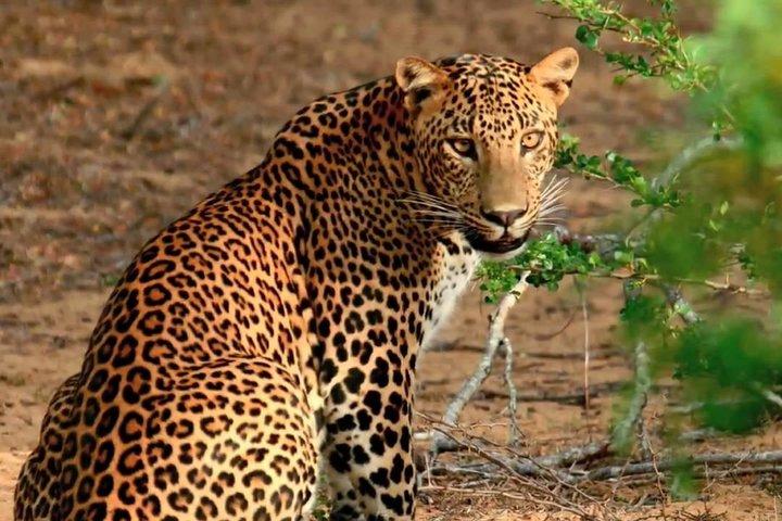Wilpattu National Park Private Jeep Safari From Colombo & Negombo