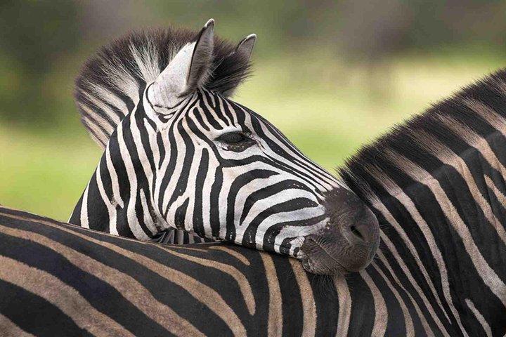 5 Day Mid range Tanzania Safari