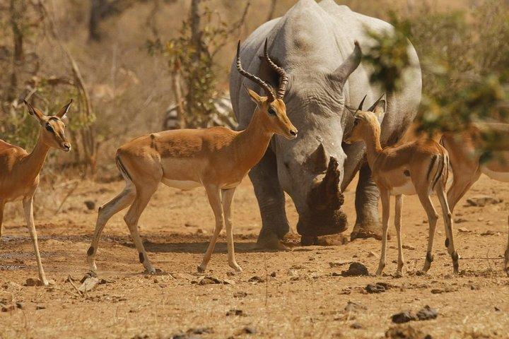 5 Day Mid range Tanzania Safari