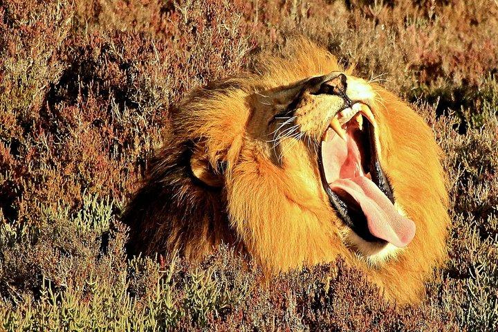 2 Day Wild Heart Western Cape Safari Tour with Private Transfers