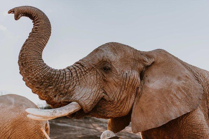 2 Day Wild Heart Western Cape Safari Tour with Private Transfers