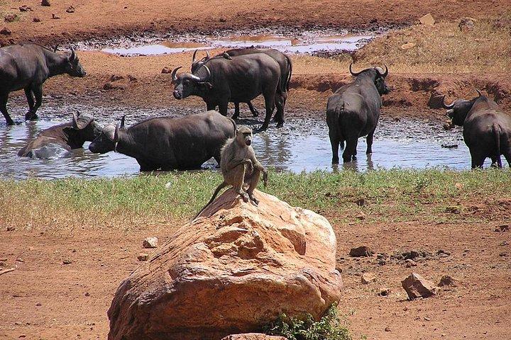 6 Days Kenya Allround Safari