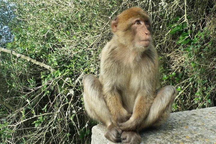 Gibraltar private trip from Marbella or Malaga