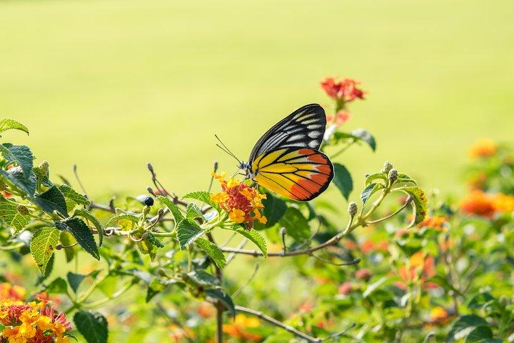 Kuala Lumpur Private Half-Day Family Tour of Nature, Birds and Butterflies
