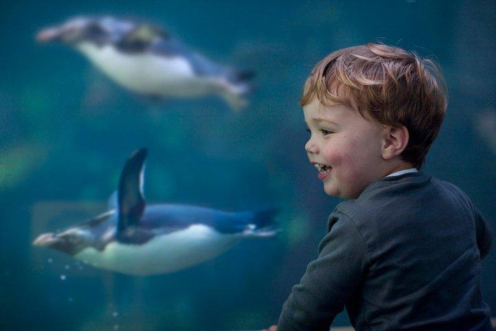 Cape Town City Pass: Save Over 50% on 80+ Top Attractions