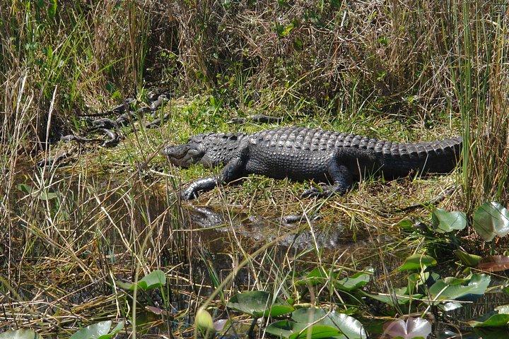 Private Everglades Airboat Tour with Pick up and Everglades Guide
