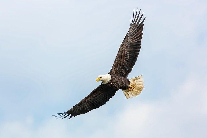 Wildlife Viewing, Sightseeing and Whale Watching Quest