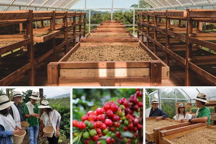 Coffee and Culture in Santa Rosa de Cabal