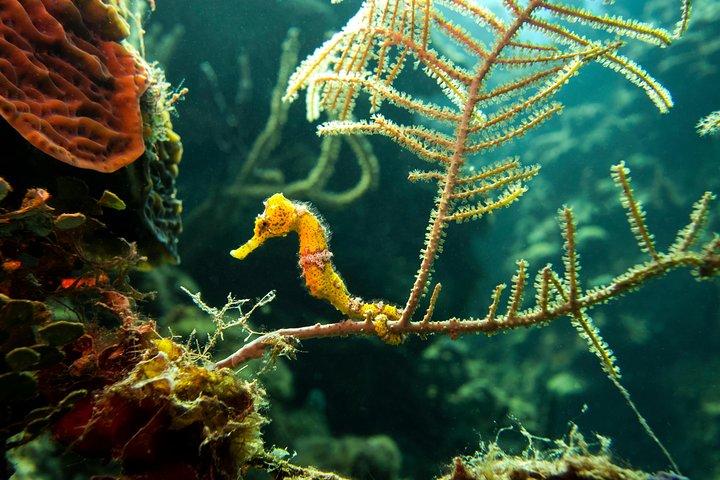 Cruise Excursion – 2 Scuba Dives with transport (for certified divers)