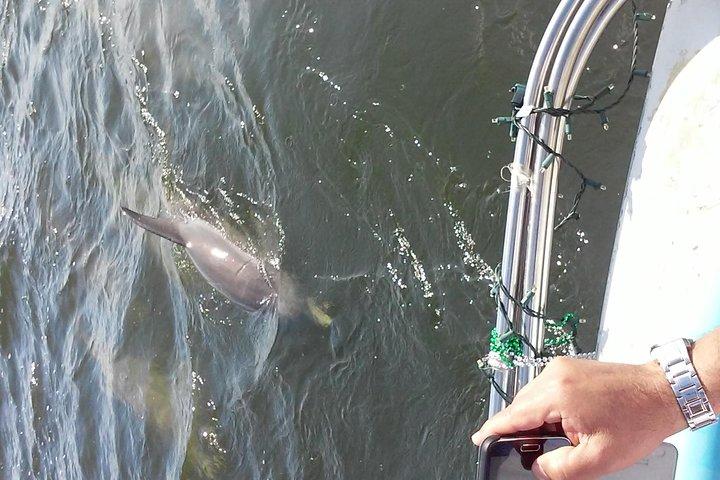 1.5-hour Dolphin Sightseeing Cruise from Tampa