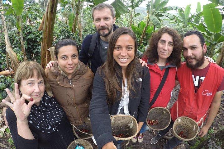 Full-Day Private Coffee Tour in Cocora Valley and Salento