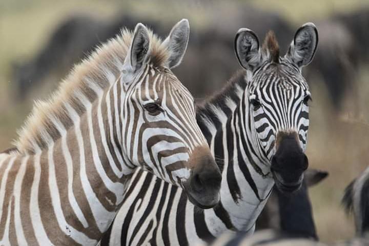 2 Days Camping Safari, Lake Manyara & Ngorongoro Crater