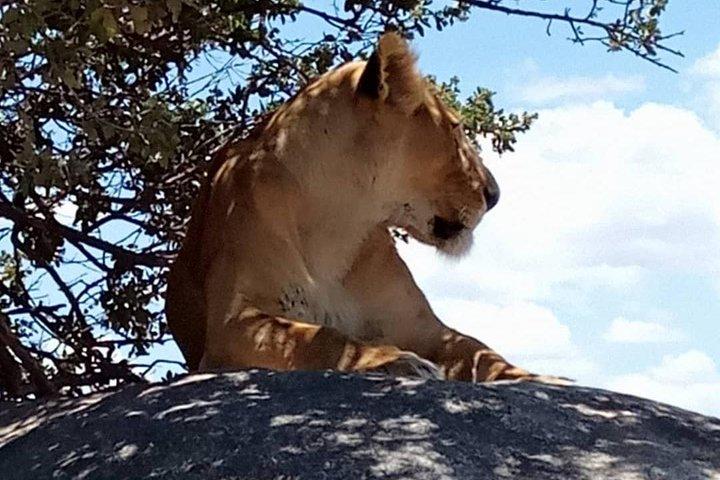 Tarangire and Ngorongoro 2 days Budget camping Safari