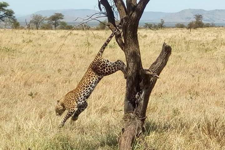 Tarangire and Ngorongoro 2 days Budget camping Safari