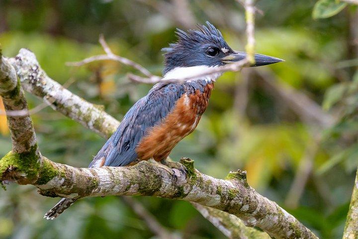 Costa Rican Wildlife Palo Verde National Park river safari cruise