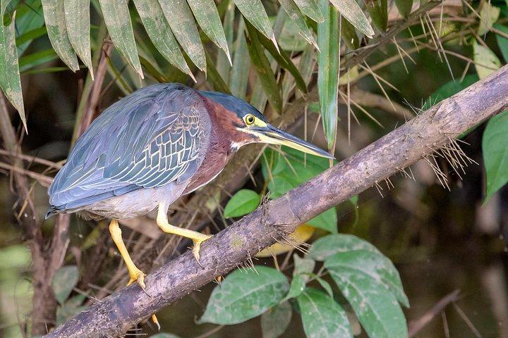 Costa Rican Wildlife Palo Verde National Park river safari cruise