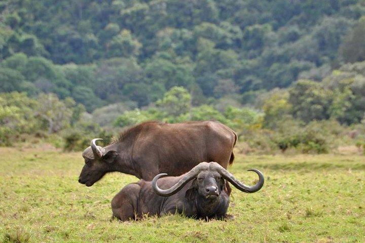 6 days safari to Lake Manyara, Tarangire, Serengeti and Ngorongoro crater
