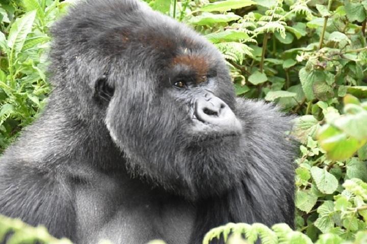 4 Days Gorilla experience Uganda