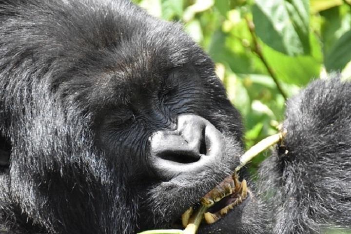 4 Days Gorilla experience Uganda