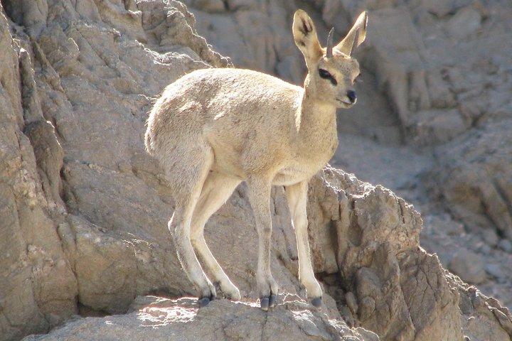 NAMIB DESERT TOURS, Full-Day and Half-Day Tours from Swakopmund, Namibia