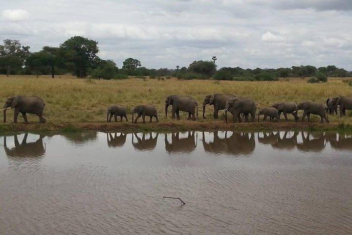 2 Days Selous Game Reserve from Zanzibar