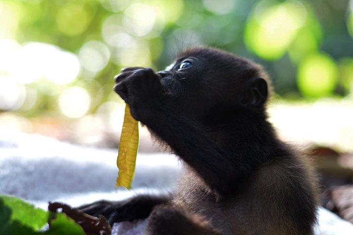 Wildlife Rescue Center Tour in Costa Rica
