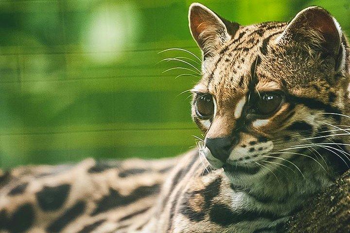 Wildlife Rescue Center Tour in Costa Rica
