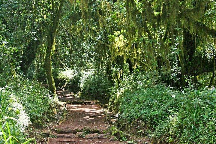 5 days Marangu Route Kilimanjaro Trekking