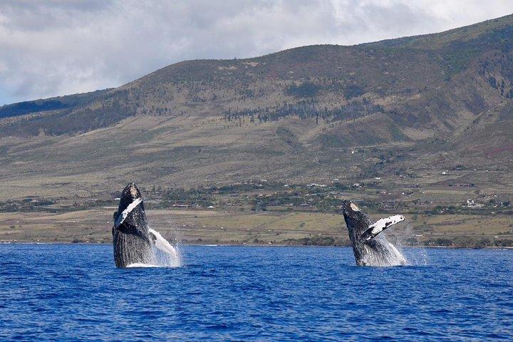 Maui: Ultimate Whale Watch from Lahaina