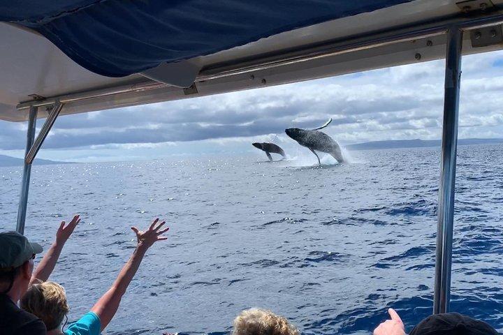 Maui: Ultimate Whale Watch from Lahaina