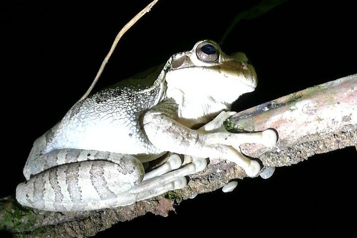 Small-Group Tortuguero National Park Night Walk in Costa Rica