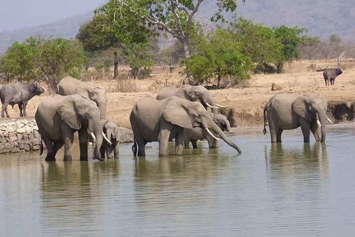 5 Days Selous & Mikumi National Park From Dar es Salaam / Zanzibar