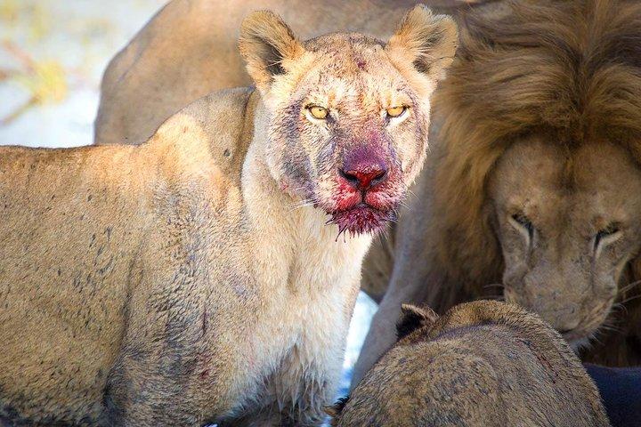 4 Days Lake Manyara National Park, Ngorongoro Crater , Serengeti National Park.