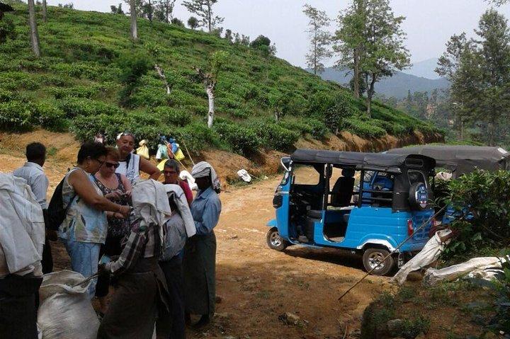TukTuk Safari in Tea & Spice plantation,View Points,Upper Diyaluma WaterFalls,