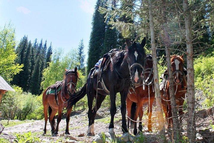 Horse riding adventure in mountains!