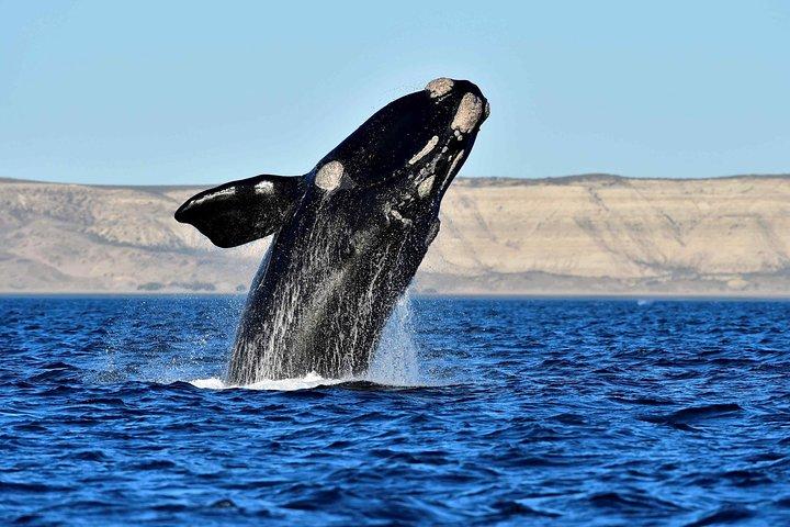 Whales and Sea lions watching at Peninsula de Valdes - PUERTO MADRYN