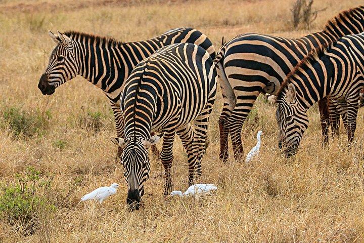 Nairobi national park & Giraffe Centre