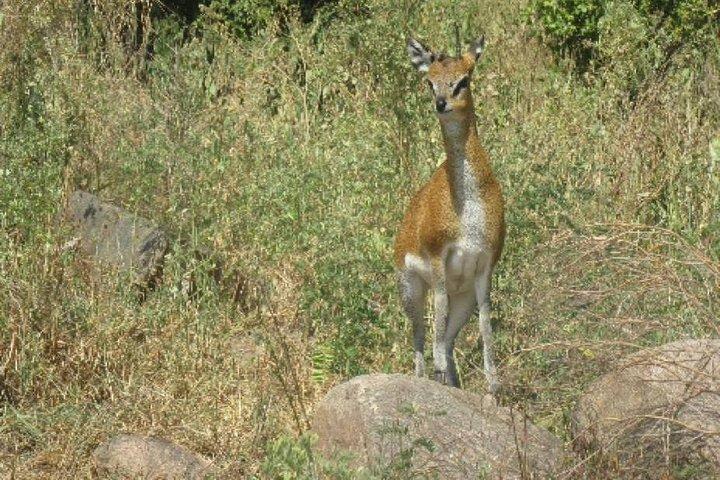 2 Days Selous Game Reserve from Zanzibar