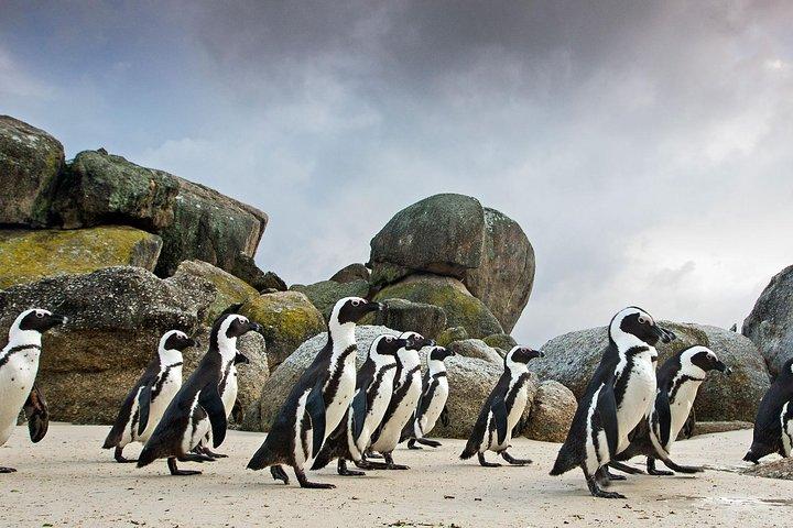 Table Mountain-Wines-Penguins-Cape Point All Inclusive Group Tour