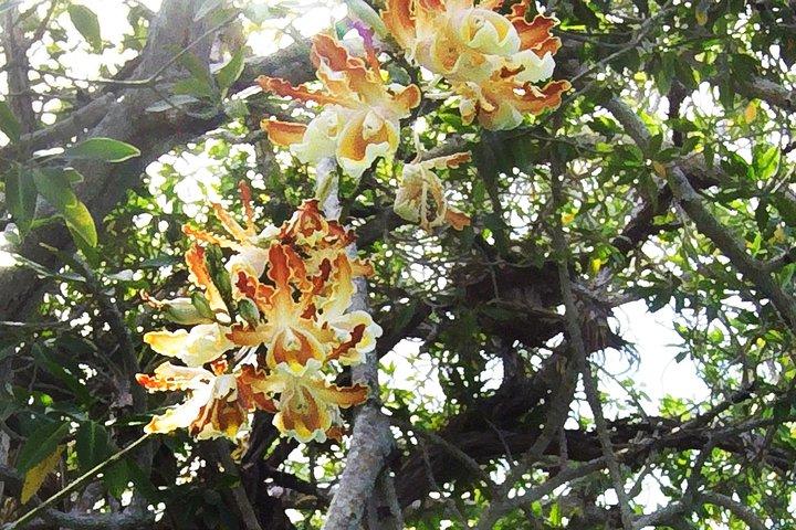Muyil Archaeological Site & Sian Ka'an Guided Tour from Tulum