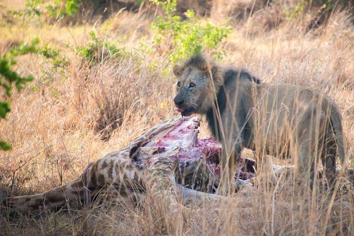 Nairobi Half day top tour attractions for travellers