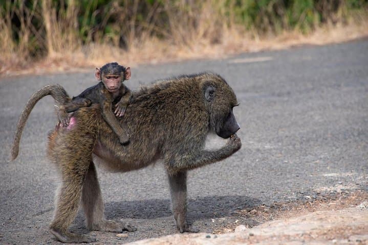 Half Day Nairobi Tour/nairobi Park/elephant/giraffe Centre