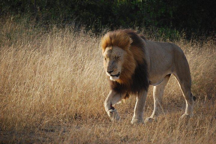 TOUR NAIROBI NATIONAL PARK 1.p.m to 6.p.m