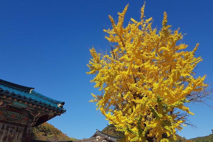 Private English Speaking Driver: Seoraksan & East Sea or Nami Island from Seoul