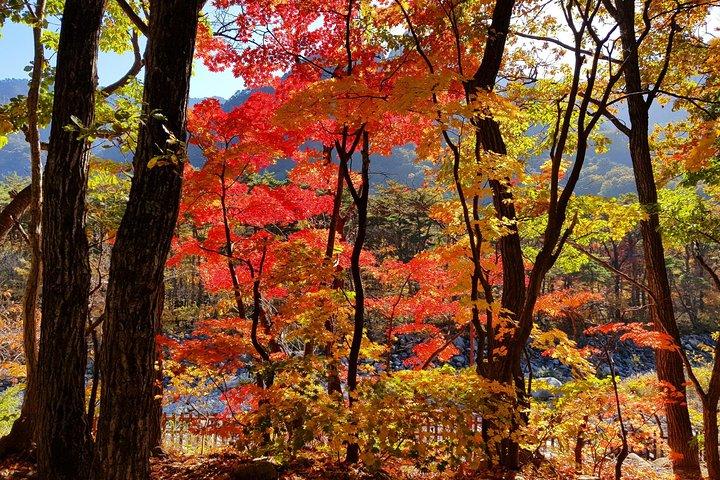 Private English Speaking Driver: Seoraksan & East Sea or Nami Island from Seoul