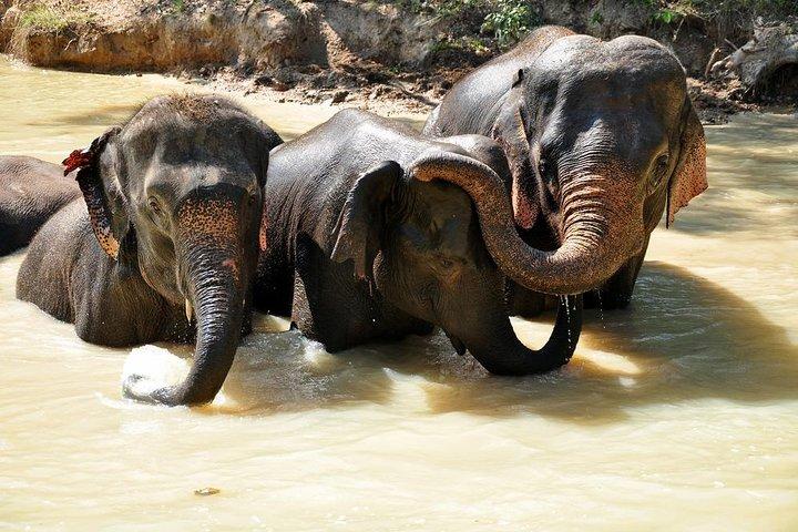 3-in-1: Doi Inthanon Tour, Elephant Sanctuary, and Trekking Trail