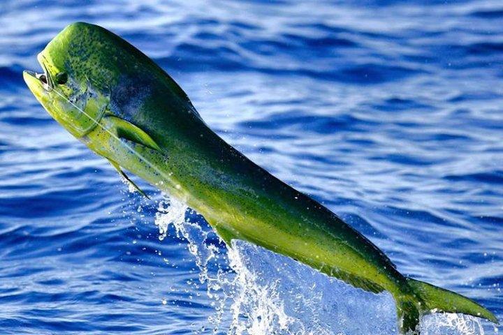 Miami Deep Sea Fishing Charters